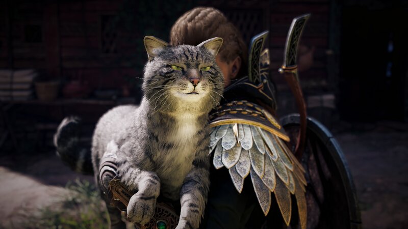 Tabby Cat on Shoulder — Gray, Calm
