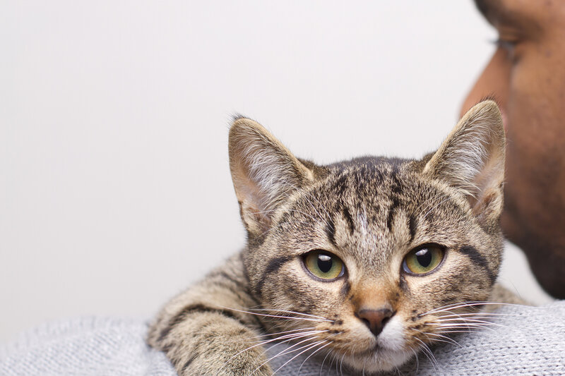 Tabby Cat on Shoulder — Gray