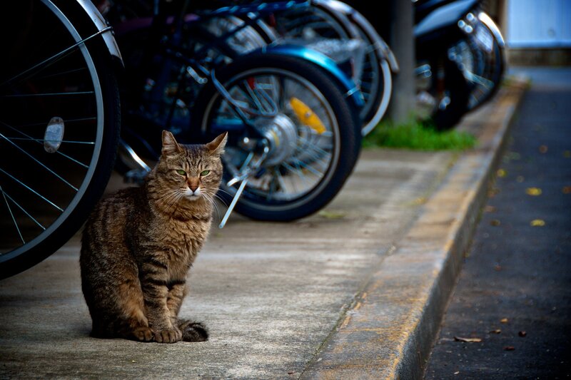 Tabby cat on sidewalk