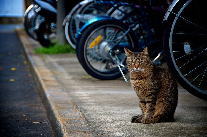 Tabby cat on sidewalk