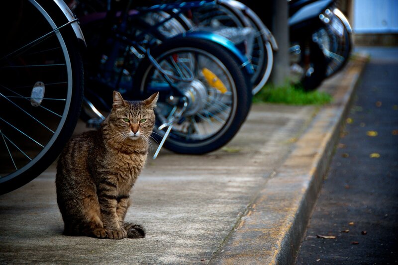 Tabby Cat on Sidewalk — Brown, Calm, Afternoon, Photograph