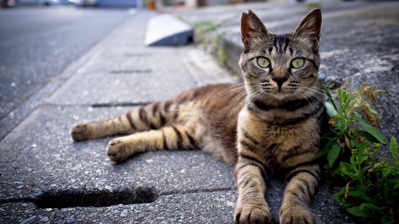 Tabby Cat on Sidewalk — Brown, Calm