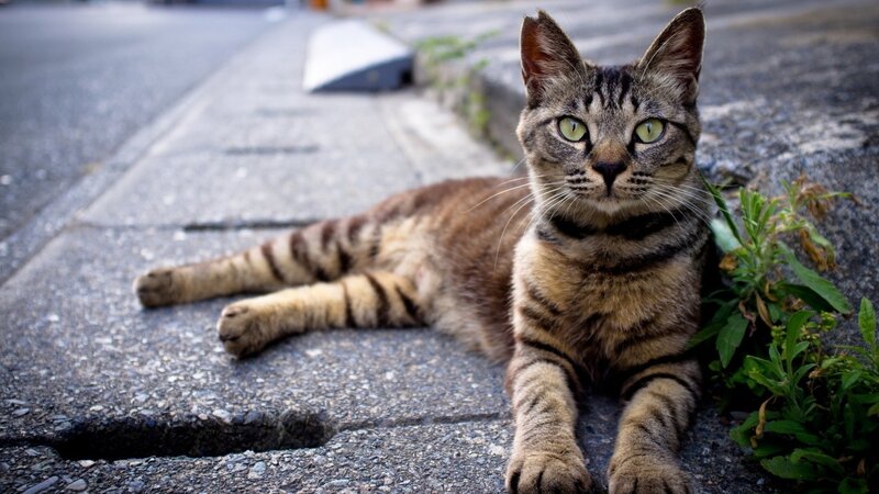 tabby cat on sidewalk