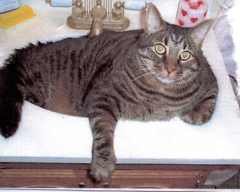 Tabby Cat on Sink