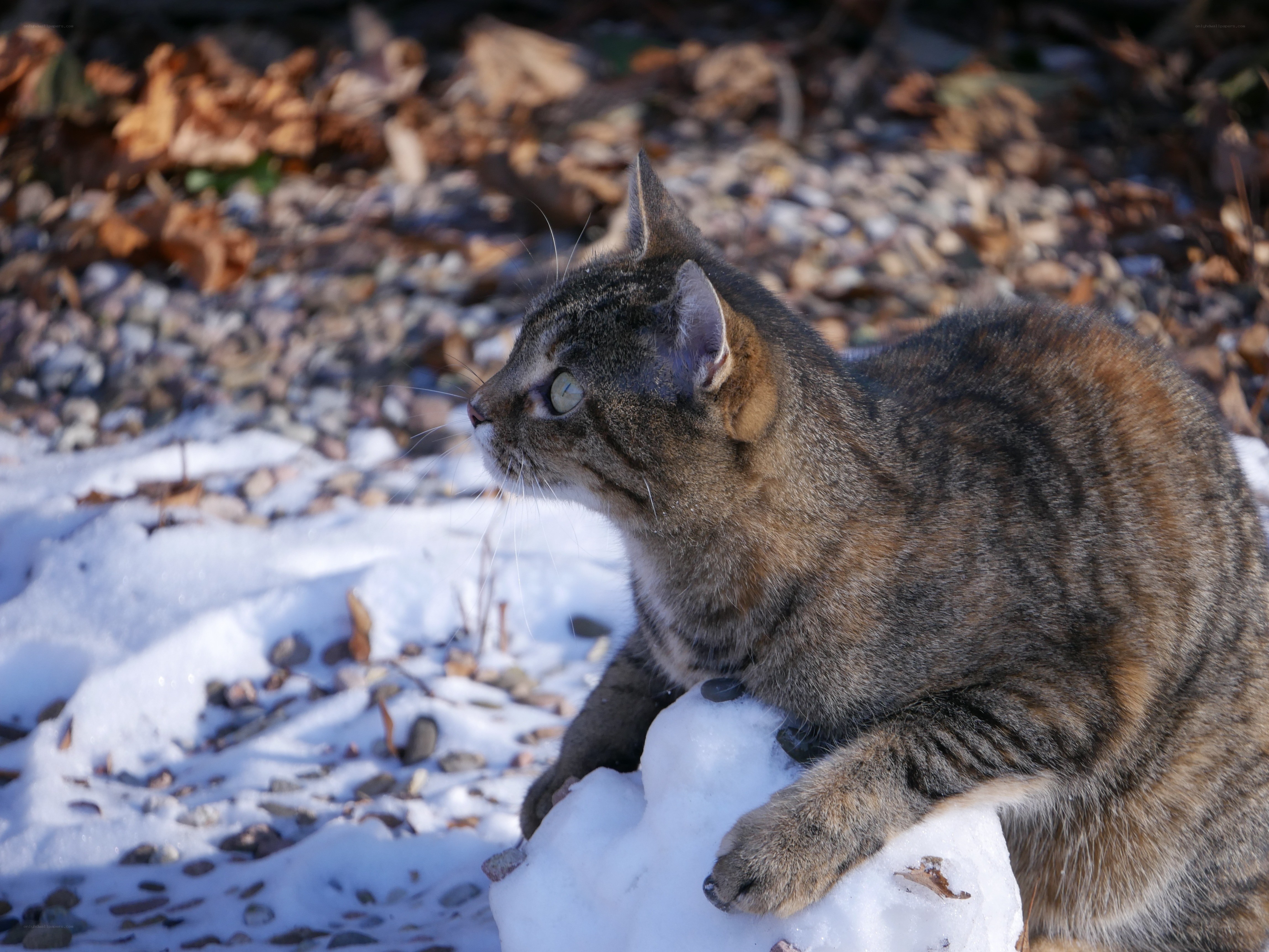 Tabby cat on snow mound