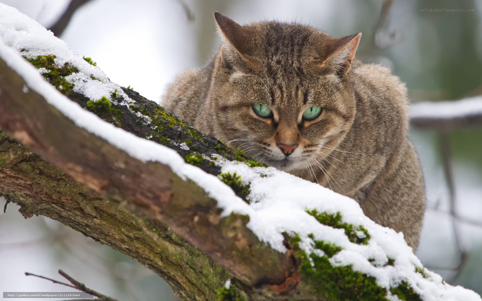 Tabby cat on snowy branch