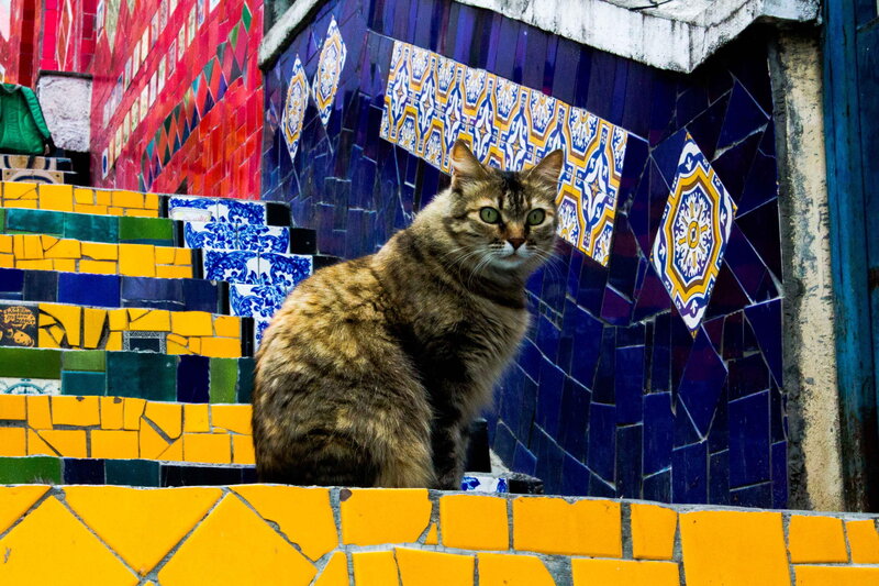 Tabby Cat on Stairs — Blue
