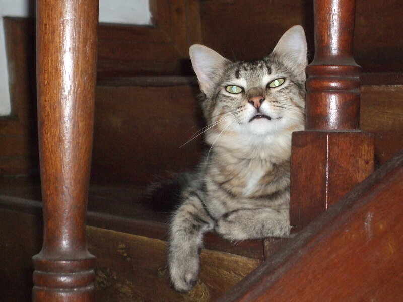 Tabby Cat on Stairs