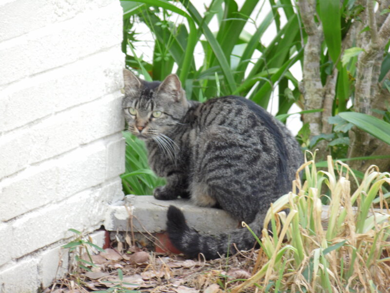 Tabby Cat on Step