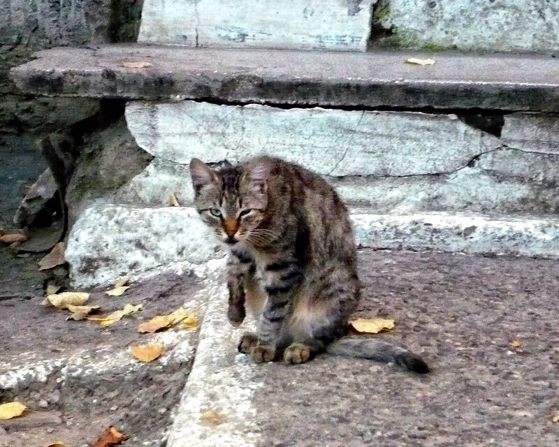 Tabby Cat on Steps — Gray, Calm