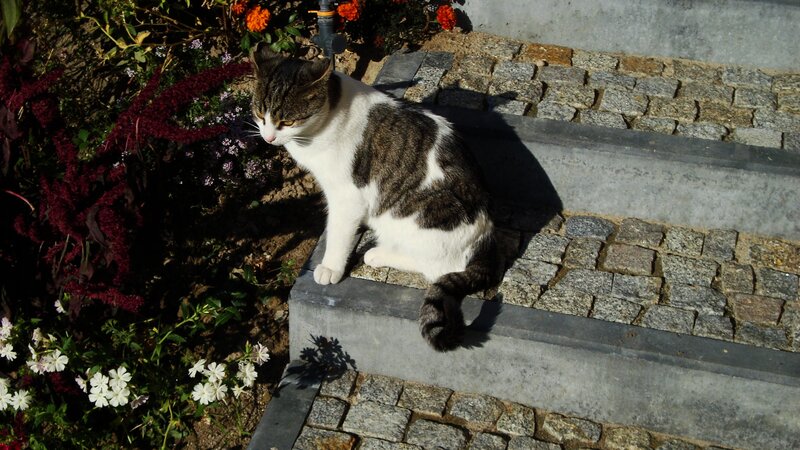 Tabby Cat on Steps — Gray