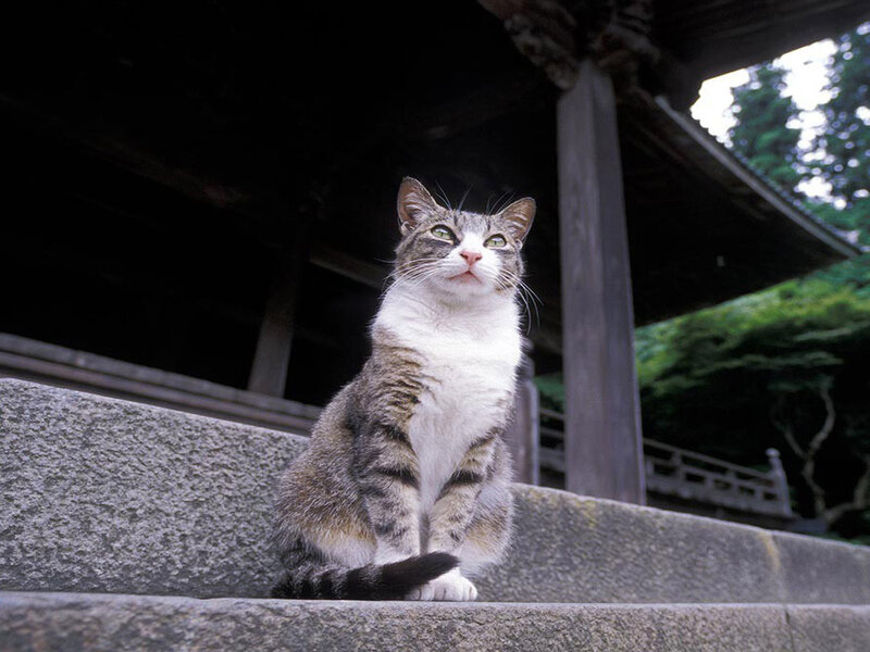 Tabby Cat on Steps