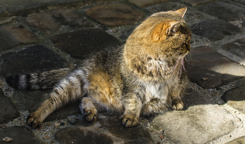 Tabby Cat on Stone — Brown, Calm, Afternoon, Photograph