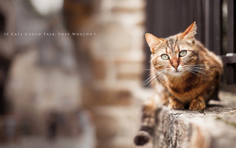 Tabby Cat on Stone — Brown, Calm, Afternoon