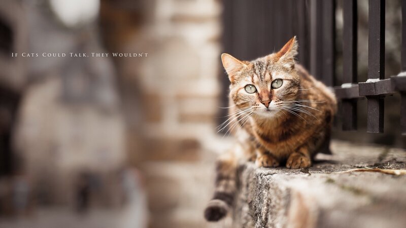 Tabby Cat on Stone — Brown, Calm, Photograph, Stone Wall
