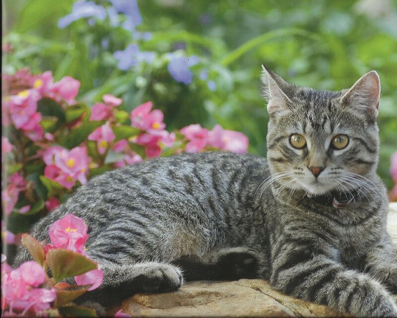Tabby Cat on Stone — Gray, Calm, Spring