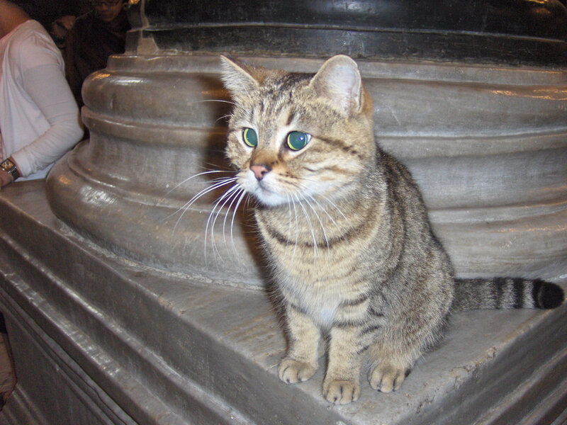 Tabby Cat on Stone — Gray, Calm