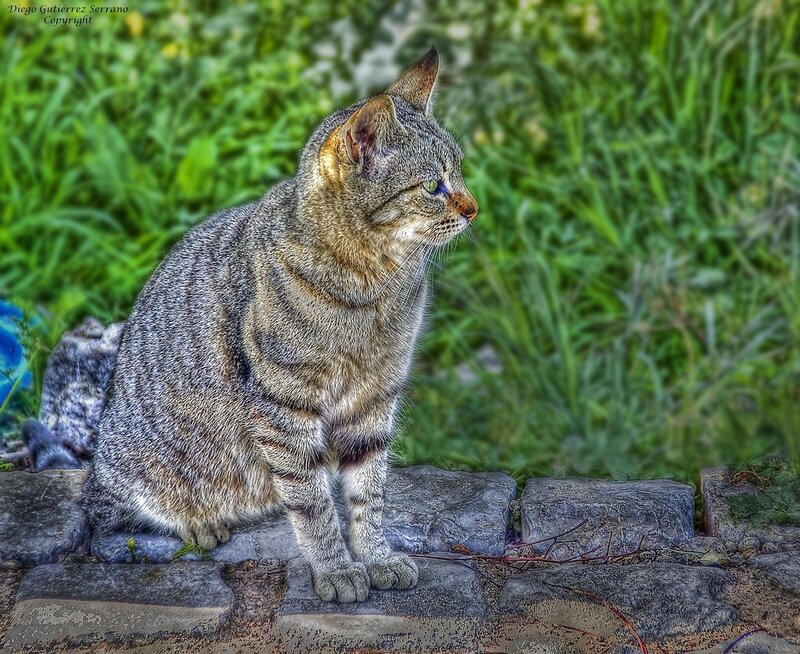Tabby Cat on Stone — Green