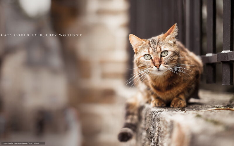 tabby cat on stone ledge