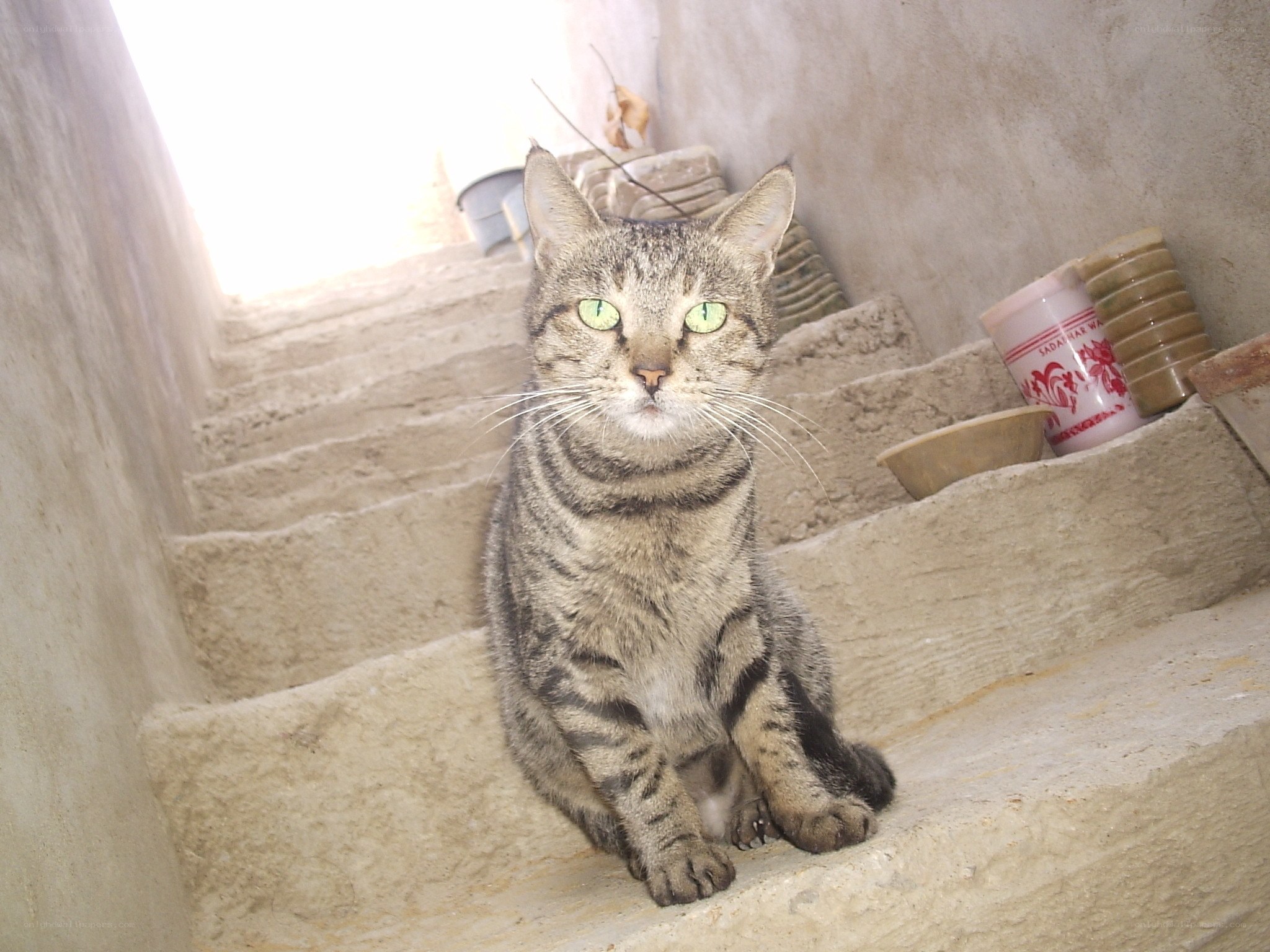 Tabby cat on stone stairs