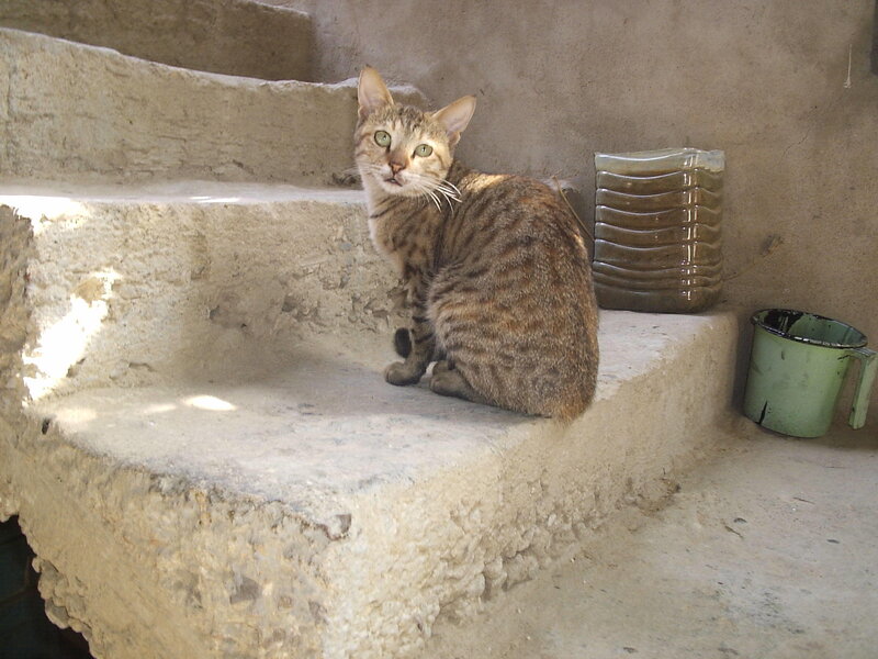 Tabby cat on stone steps