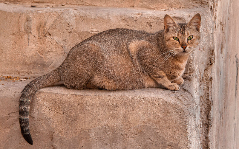 Tabby Cat on Stone Steps — Brown