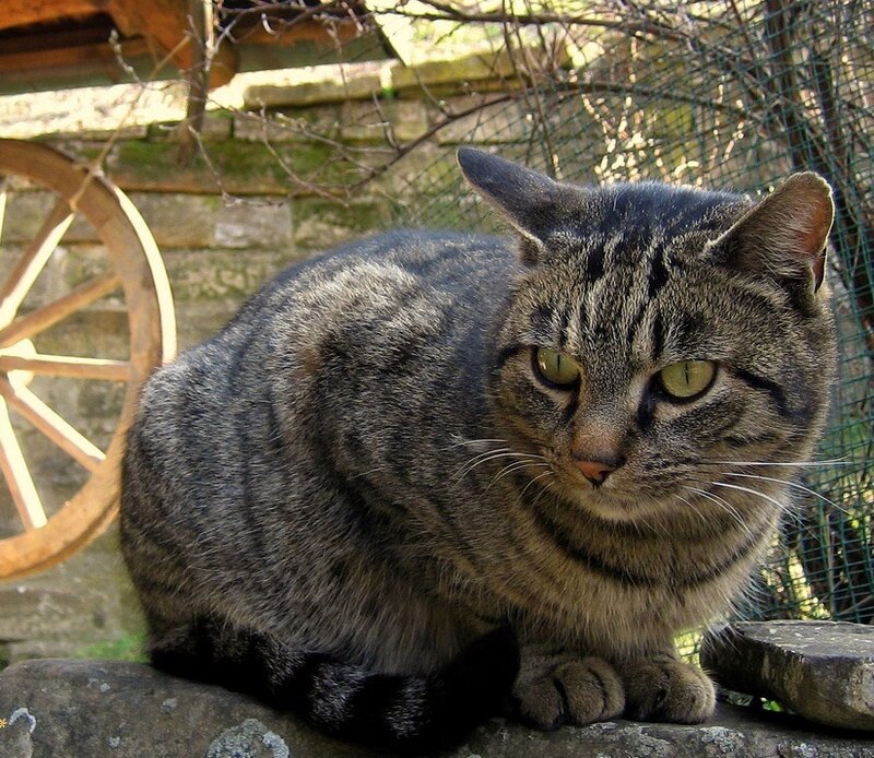 Tabby Cat on Stone