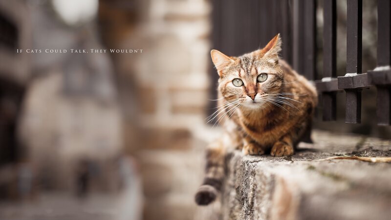 Tabby Cat on Stone Wall — Brown
