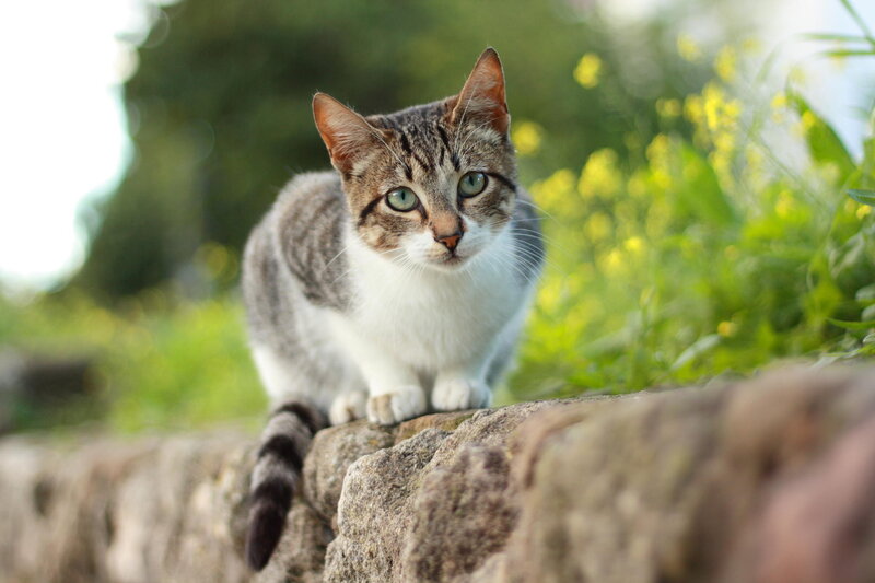 Tabby Cat on Stone Wall