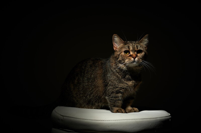 Tabby Cat on Stool — Black