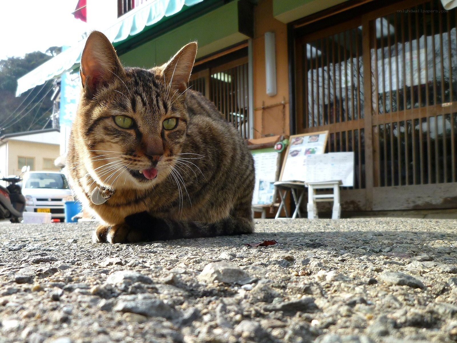 tabby cat on street