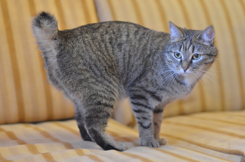 tabby cat on striped couch