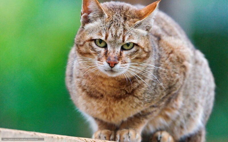 Tabby Cat on Surface