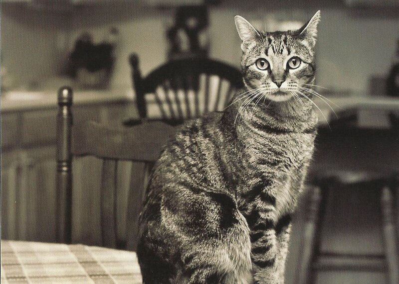 Tabby Cat on Table — Black, Calm, Photograph