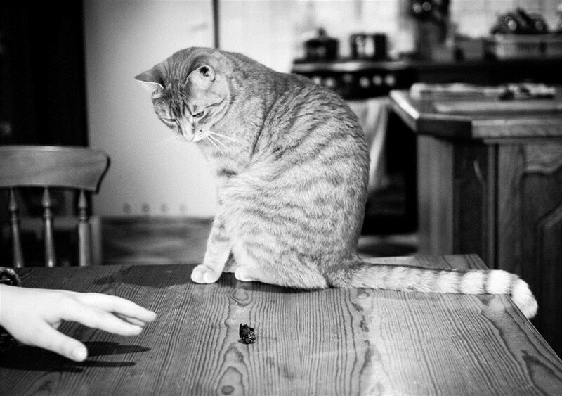 Tabby Cat on Table — Black, Calm
