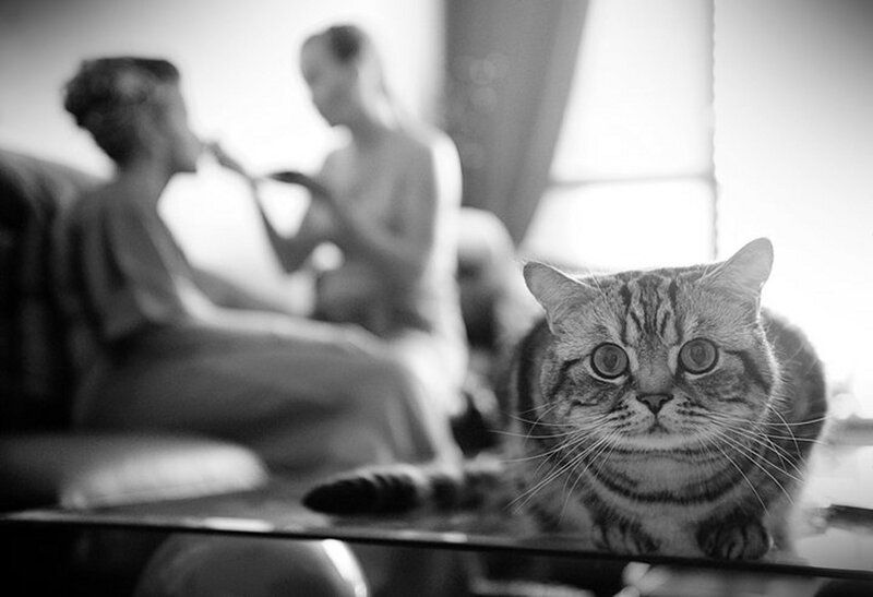 Tabby Cat on Table — Black
