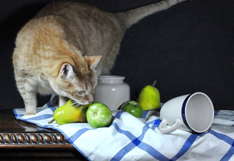 Tabby Cat on Table — Blue, Calm