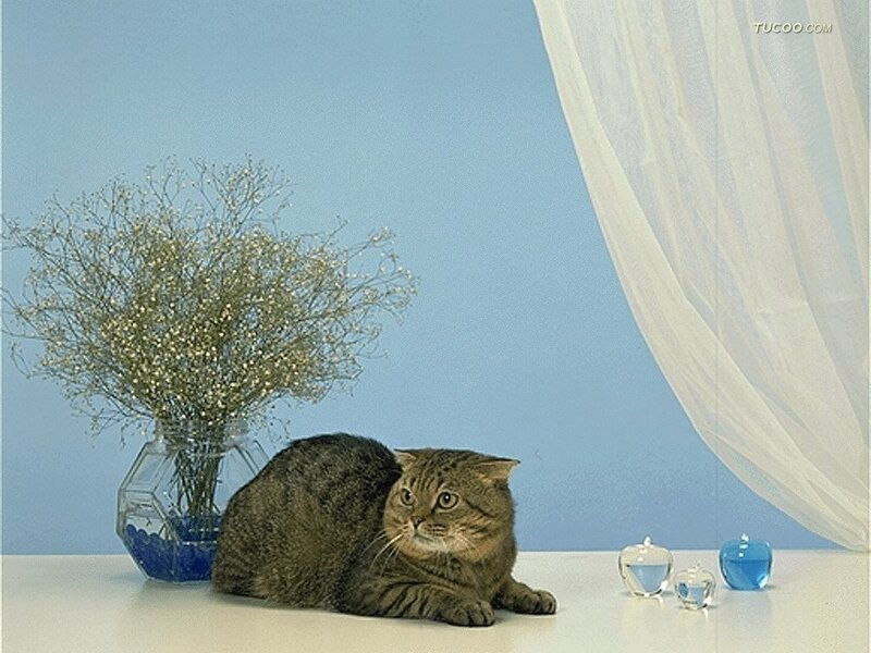 Tabby Cat on Table — Blue