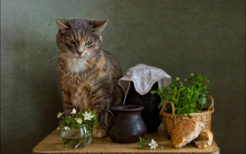 Tabby Cat on Table — Brown, Calm, Photograph, Bread, Basket