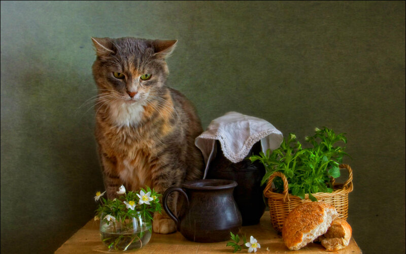Tabby Cat on Table — Brown, Calm, Photograph, Bread