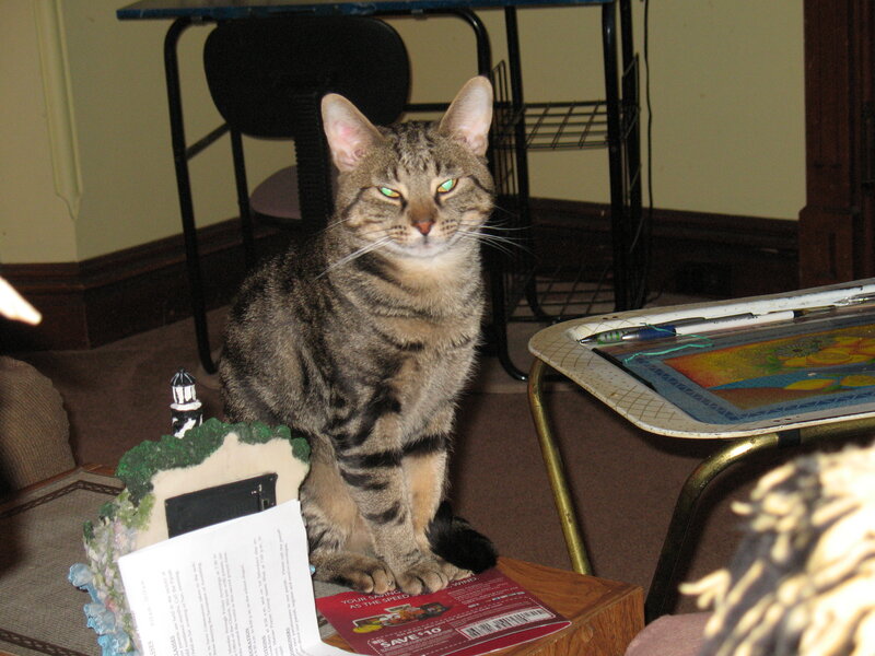 Tabby Cat on Table — Brown, Calm, Photograph, Chair