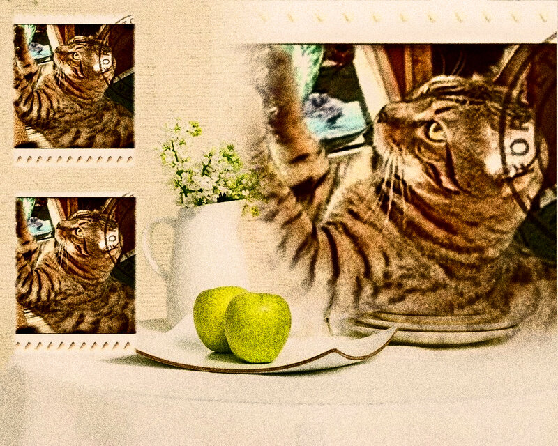 Tabby Cat on Table — Brown, Calm, Photograph