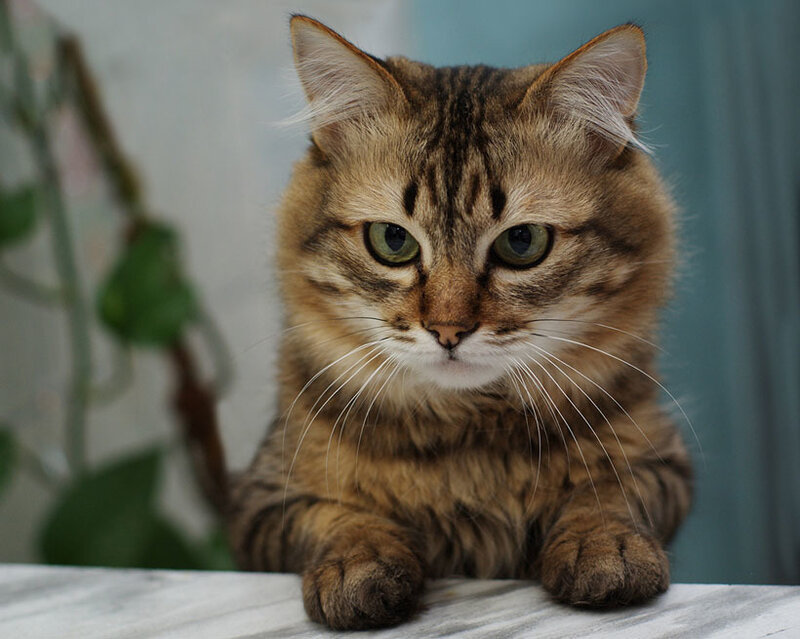 Tabby Cat on Table — Brown, Calm