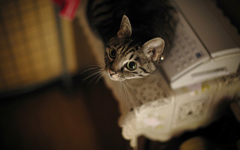 Tabby Cat on Table — Brown, Curious, Night, Photograph