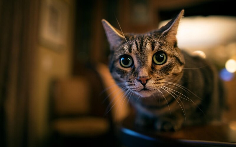 Tabby Cat on Table — Brown, Curious, Night