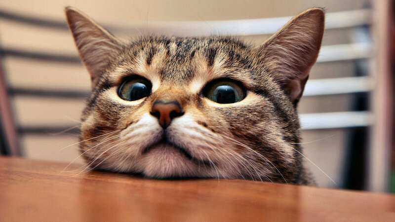 Tabby Cat on Table — Brown, Curious, Photograph, Chair