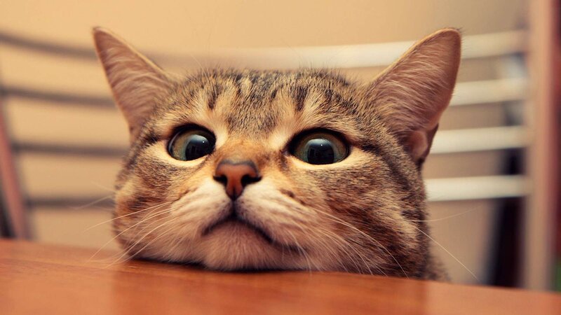 Tabby Cat on Table — Brown, Curious, Photograph