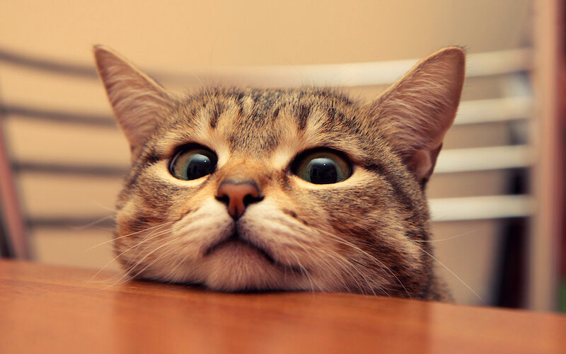 Tabby Cat on Table — Brown, Curious