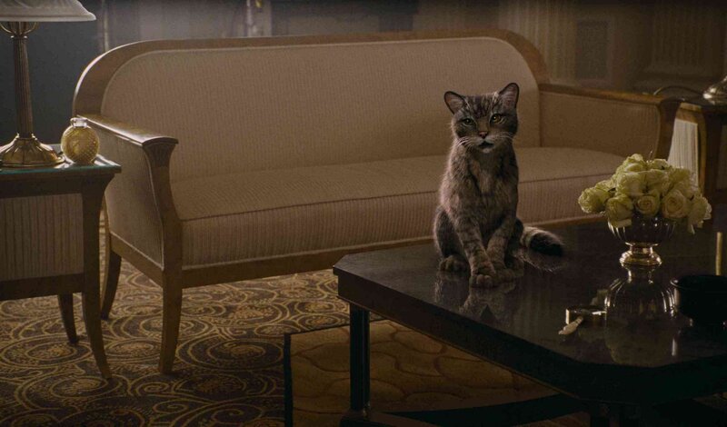 Tabby Cat on Table — Brown, Dramatic