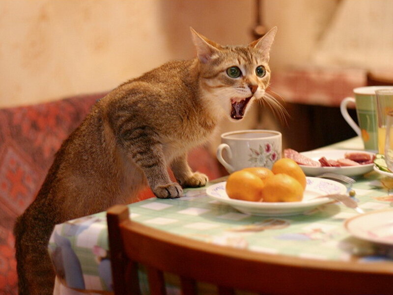 Tabby Cat on Table — Brown, Surprised
